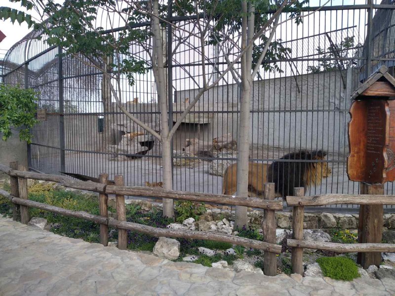 лев за гратами